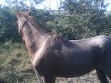 cavalo quente