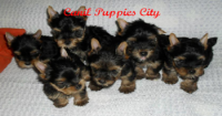 Filhotes de Yorkshire Terrier !!!