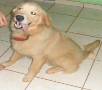 vendo um golden retriver de 8 meses lindo