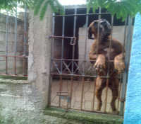 FILA BRASILEIRO