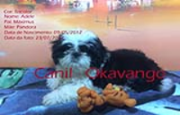 Shih-tzu filhotes super pequenos