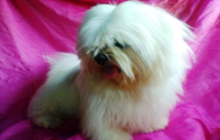 vende-se filhote de lhasa apso disponivel