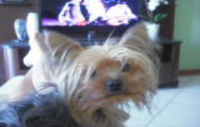 Animal perdido