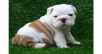 Bulldog Inglés cachorros para su aprobación