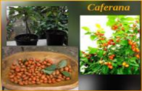 Mudas de caferana/arvore frutifera também conhecida como fal