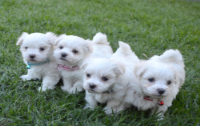 Filhotes de cachorro adorável de Pomeranian para adoção
