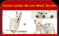 West Highland White Terrier bem