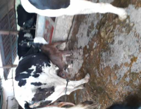 Vacas leiteiras e novilhas