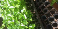 Muda de maracujá azedo