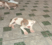 Filhotes de pitt bull monster