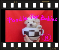 ** LOVPUPPIES KENNEL ESPECIALIZADO EM POODLES *** (21) 9 877