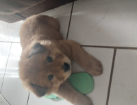 Vende-se