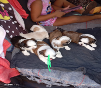 Quatro filhote de shih Tzu
