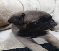 Lindos bebês pugs