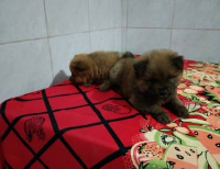 Chow-chow