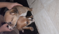 Filhote de cachorrinho para doação