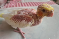Calopcita na papinha
