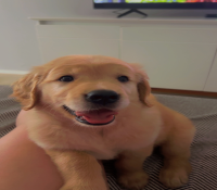 Vende se filhote de Golden Retriever macho nascido 28/10