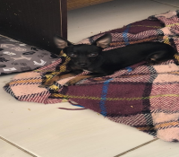 Pinscher 0