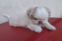 Filhote Shiatsu