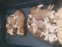 Filhotes de Husky Siberiano