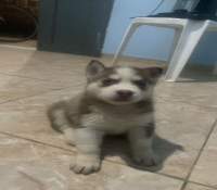 Husky