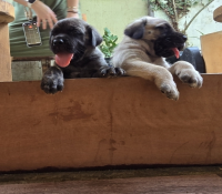 Cão de guarda - Filhotes de Mastiff