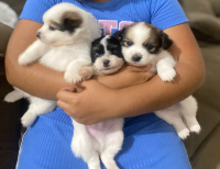 filhote de shih tzu