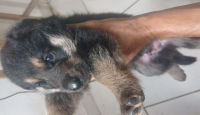 Vende ss pastor alemao legitmo
