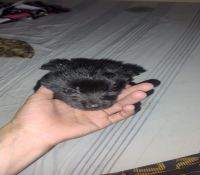 Filhote fêmea mini pastor belga peludinho