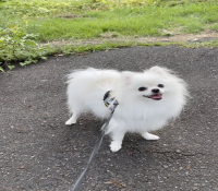 Lulu da Pomerânia (Spitz Alemão) - Fêmea toda Branca - Pedig