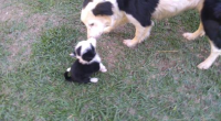 Filhote macho da raça border Collie