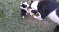 Filhote macho da raça border Collie