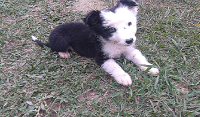 Filhote macho da raça border Collie