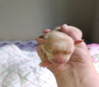 PINSCHER ZERO RESERVA