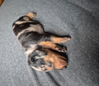 Filhote de dachshund (Cofap/salsicha)