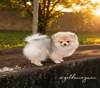 Filhote macho de Spitz Alemão com pedigree e microchip
