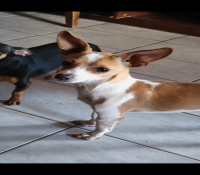 Pinscher 1 Raro - Pelagem Exclusiva Branco/Bege