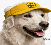 Filhotes de Golden Retriever