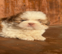 Maltês Shitzu spitz lulu Yorkshire