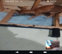 Pinscher