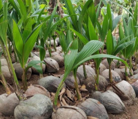 Mudas de coco anão