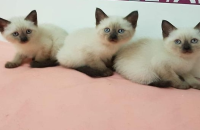Filhotes de Gatos da raça siamês