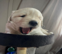 Filhotes de Golden Retriever