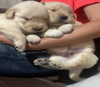 Filhotes Golden Retriever