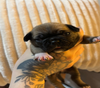 Buldogue francês