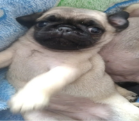 Vendo Cachorro Raça Pug, Macho,3Anos 1.200 Reais
