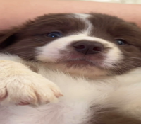 Bodercolie