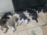 Filhotes de Husky Siberiano