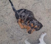 Filhote de Dachshund (Salsichinha) Blue Merle | Fêmea | Vaci